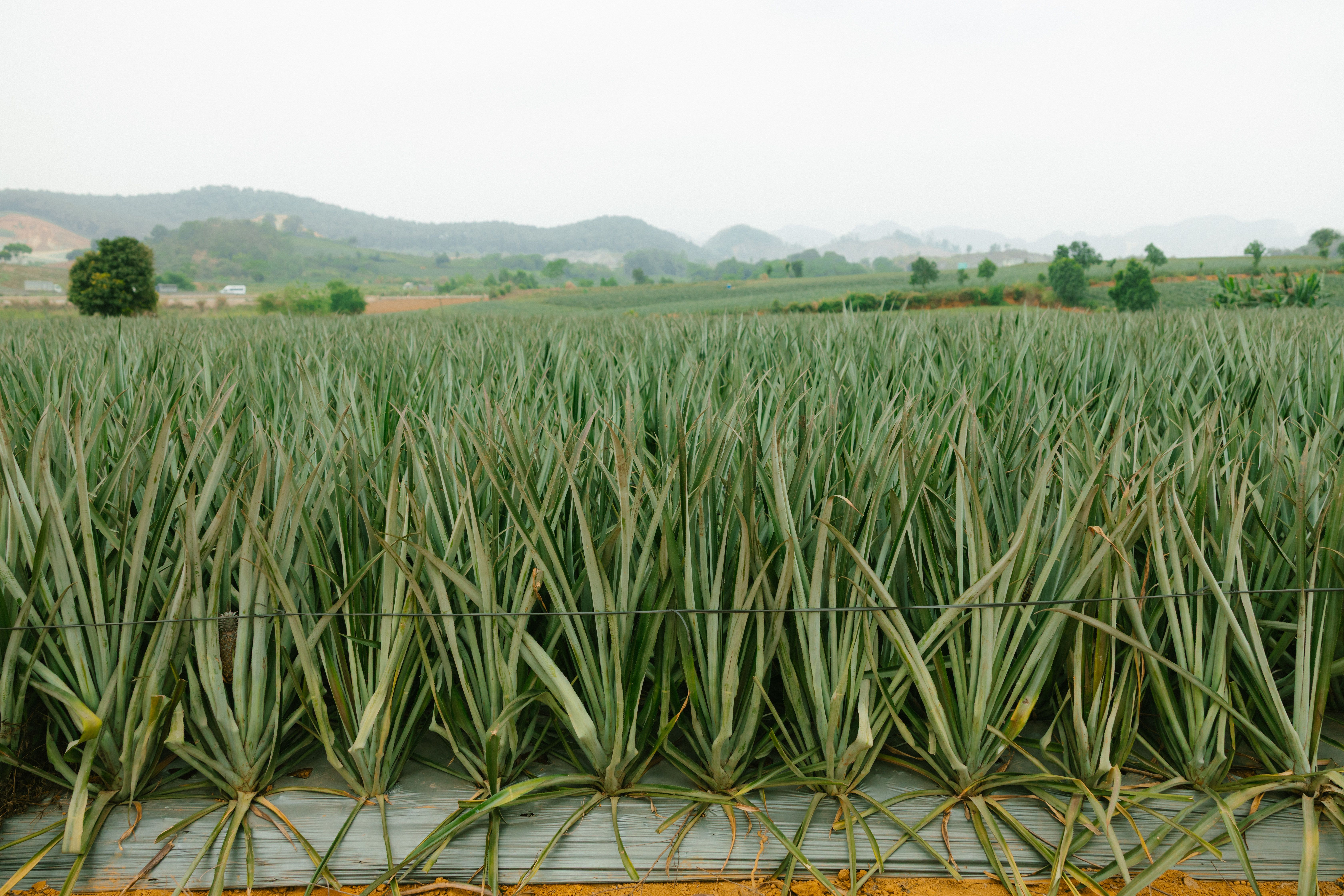 Pineapple