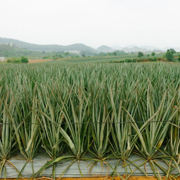 Pineapple