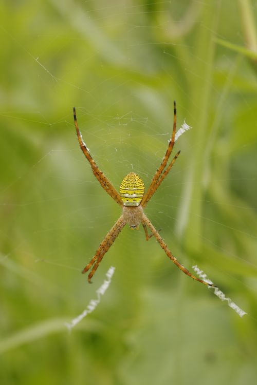 Free Close-up of a garden spider in its web surrounded by green foliage. Stock Photo