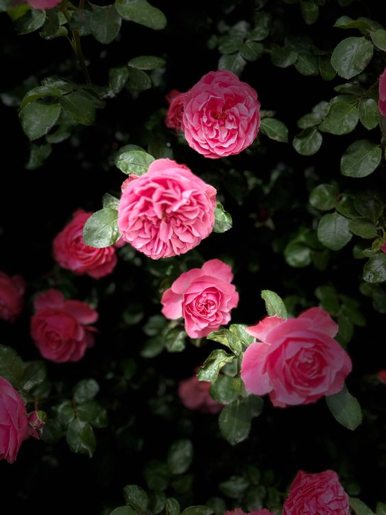 Vibrant Pink Roses in Bloom with Lush Green Leaves · Free Stock Photo