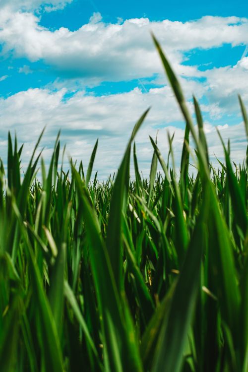 Vibrant Green Field Under Blue Sky · Free Stock Photo