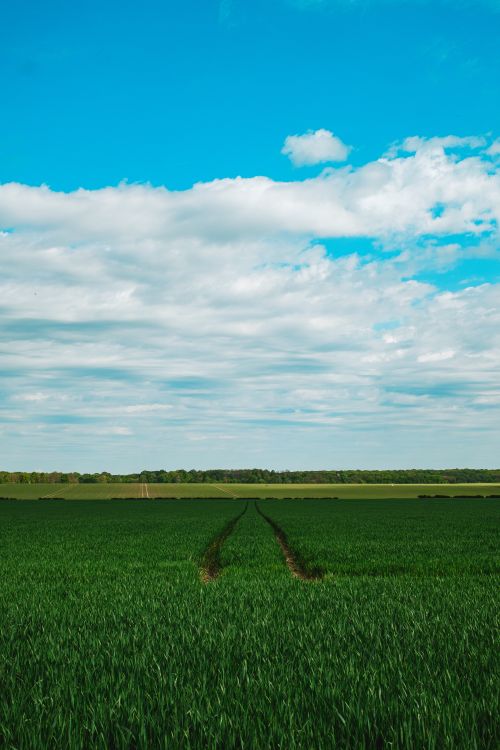 Free An expansive green field stretches towards the horizon under a clear blue sky with scattered clouds. Stock Photo