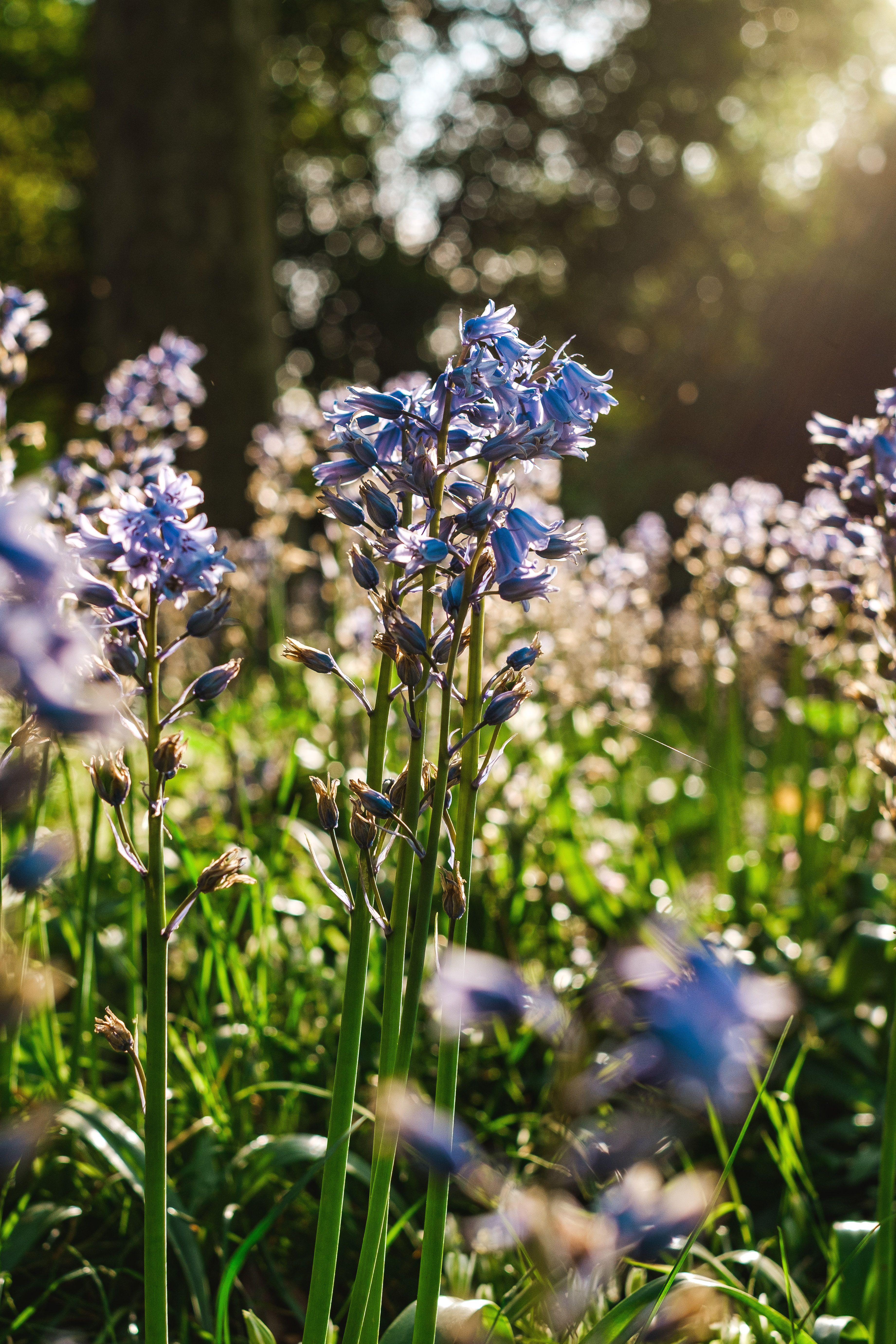 Field of Bluebells Sunlit in Spring · Free Stock Photo