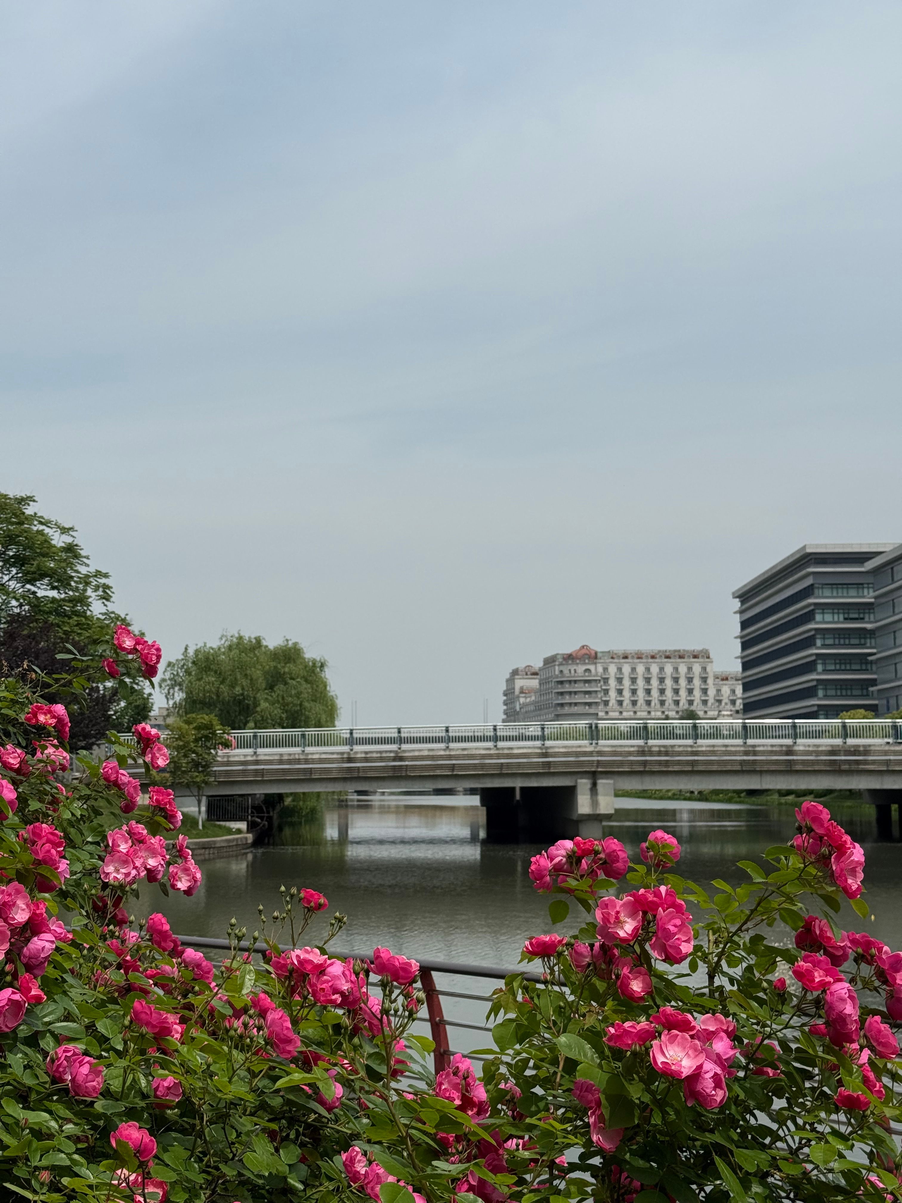 Pink Roses by Wusong River in Shanghai · Free Stock Photo