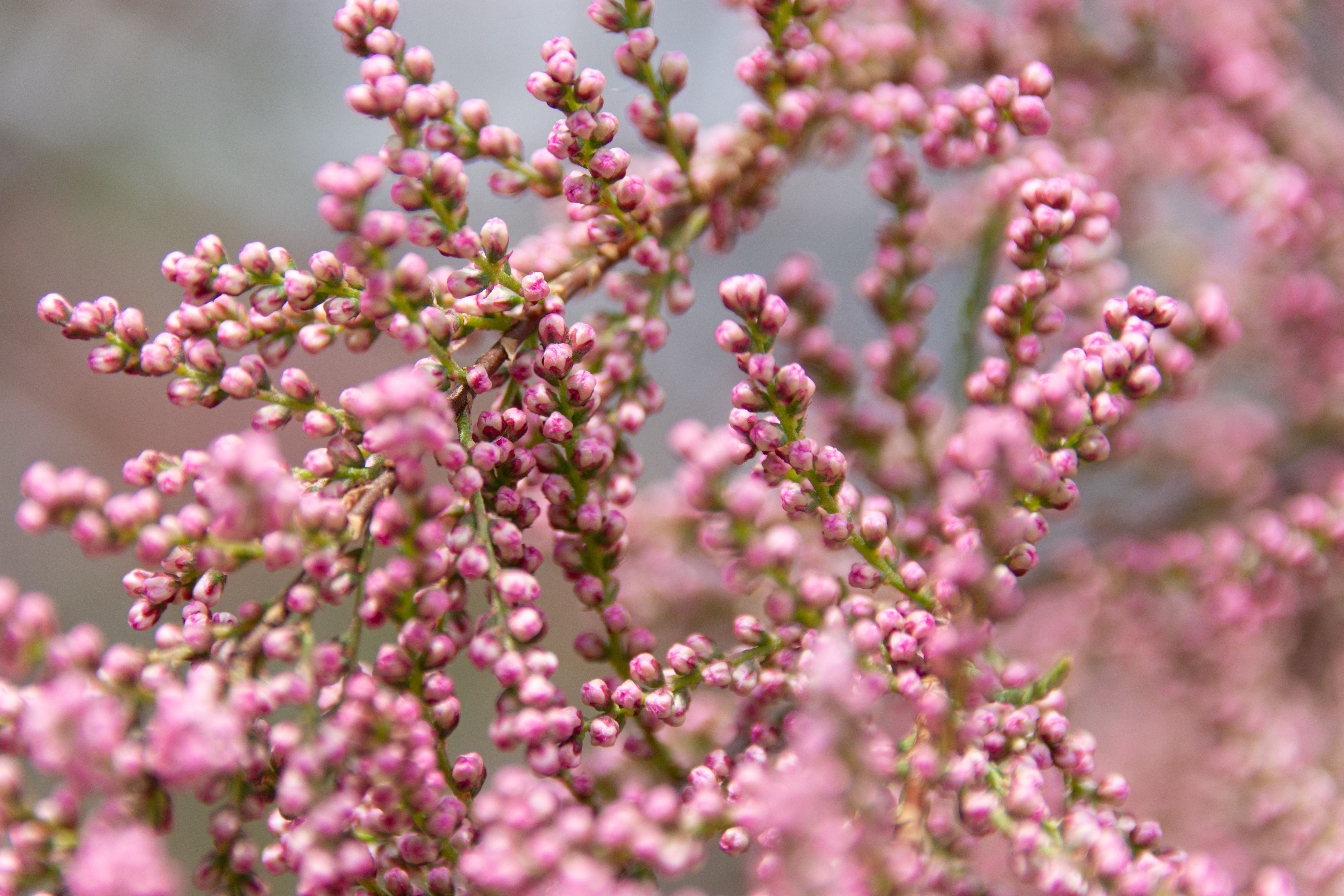 Vibrant macro shot of blooming pink heather flowers with a blurred background.