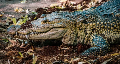 Kostnadsfri bild av djur, Krokodil, närbild