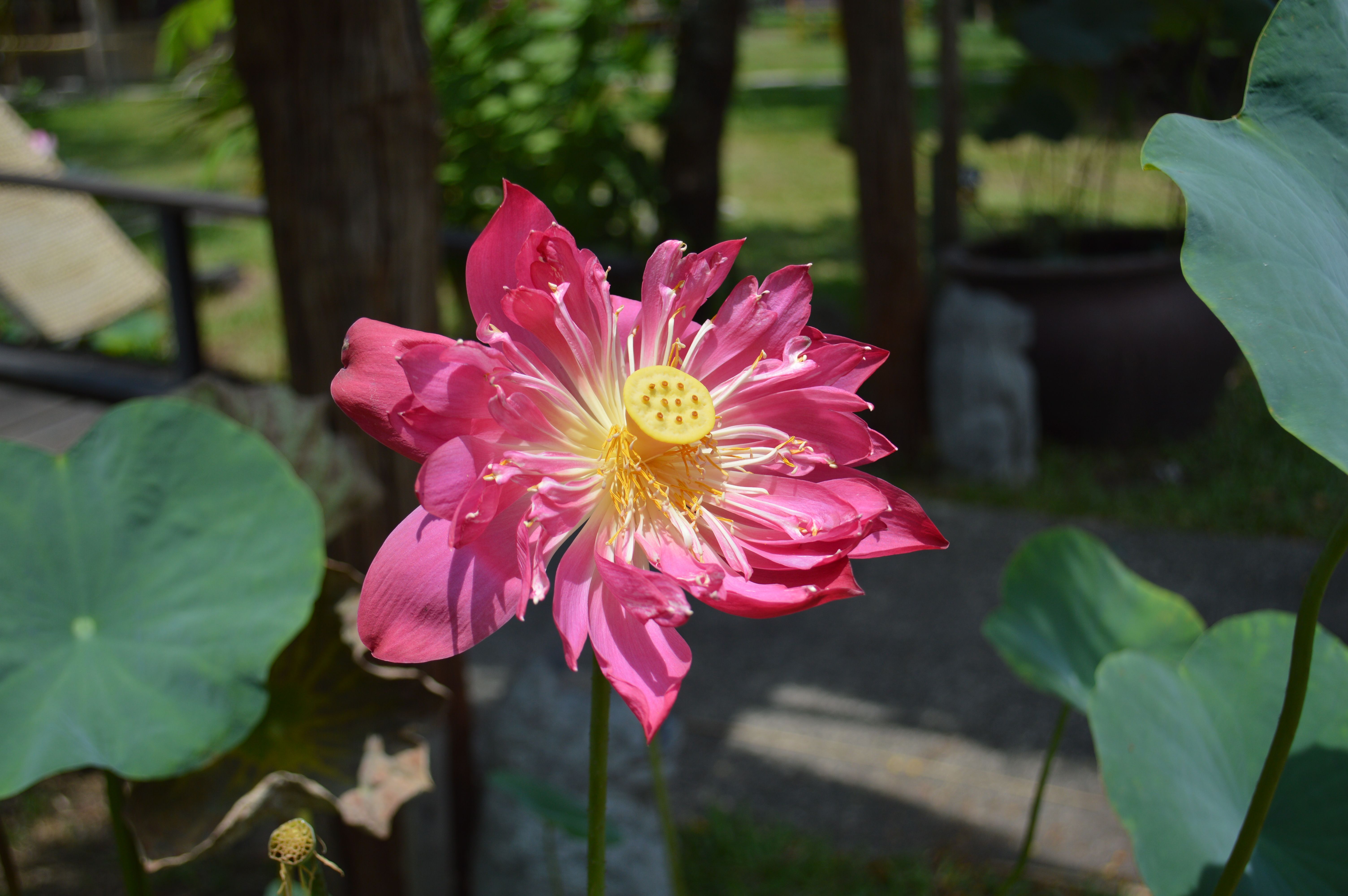 Vibrant Pink Lotus in Full Bloom Outdoors · Free Stock Photo