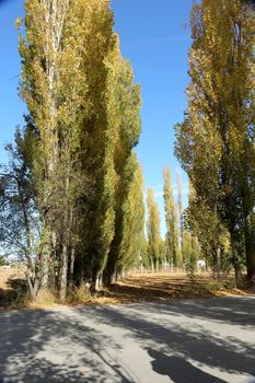 Countryside road bordered by tall poplar trees in full autumn foliage under a clear blue sky.