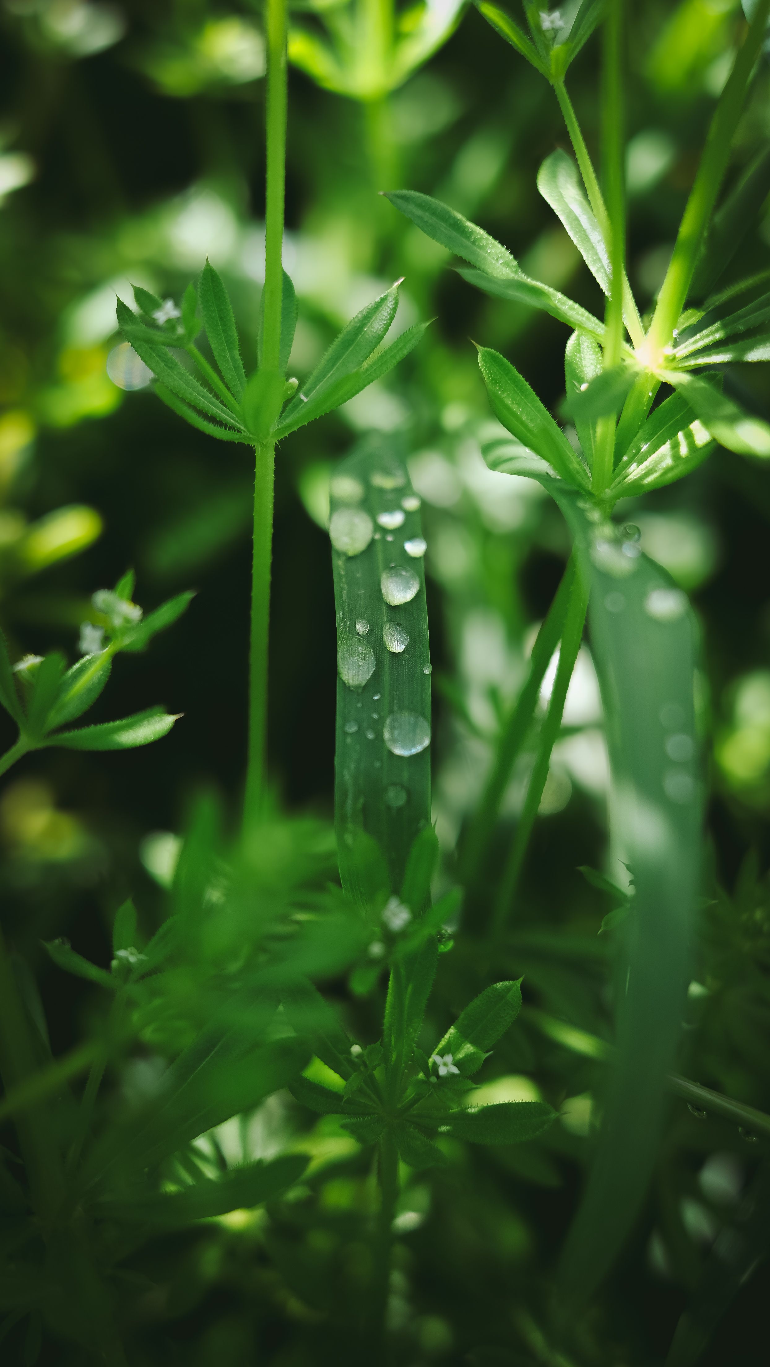 Close-up of dew-kissed leaves in a lush green forest, capturing the freshness of nature.