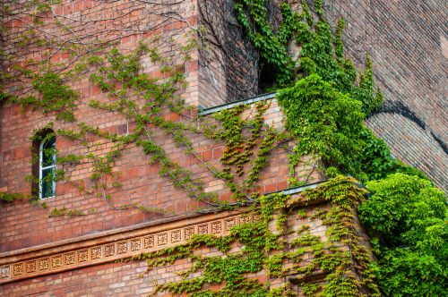 Free Red brick building facade with lush green ivy climbing, creating a contrast between nature and architecture. Stock Photo
