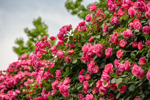 Free Stunning pink rose bushes in full bloom captured outdoors during daylight, offering a vibrant natural scene. Stock Photo