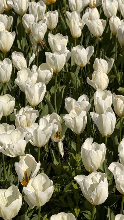 бесплатная Бесплатное стоковое фото с tulipa, белые тюльпаны, белые цветы Стоковое фото