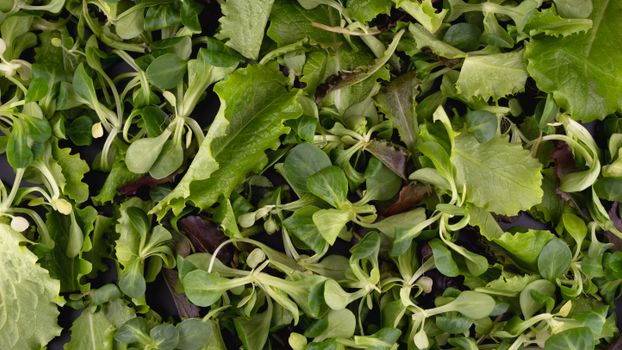 Top view of assorted fresh salad leaves showcasing green textures and freshness.