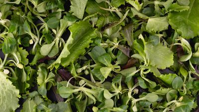 Assorted fresh salad leaves seen from above. Photo by Eleonora Vokueva on Pexels