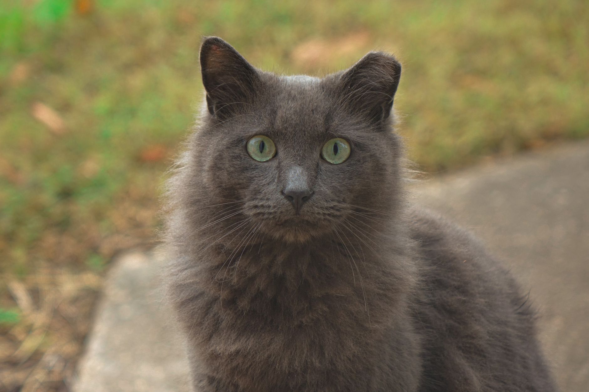 Chantilly-Tiffany