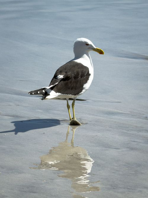 Free A seagull stands on wet beach sand, its reflection visible in the water. Stock Photo