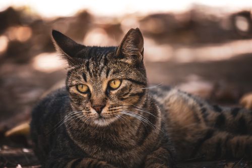 Free A serene tabby cat is lounging on a sunlit outdoor surface, providing a warm and peaceful vibe. Stock Photo
