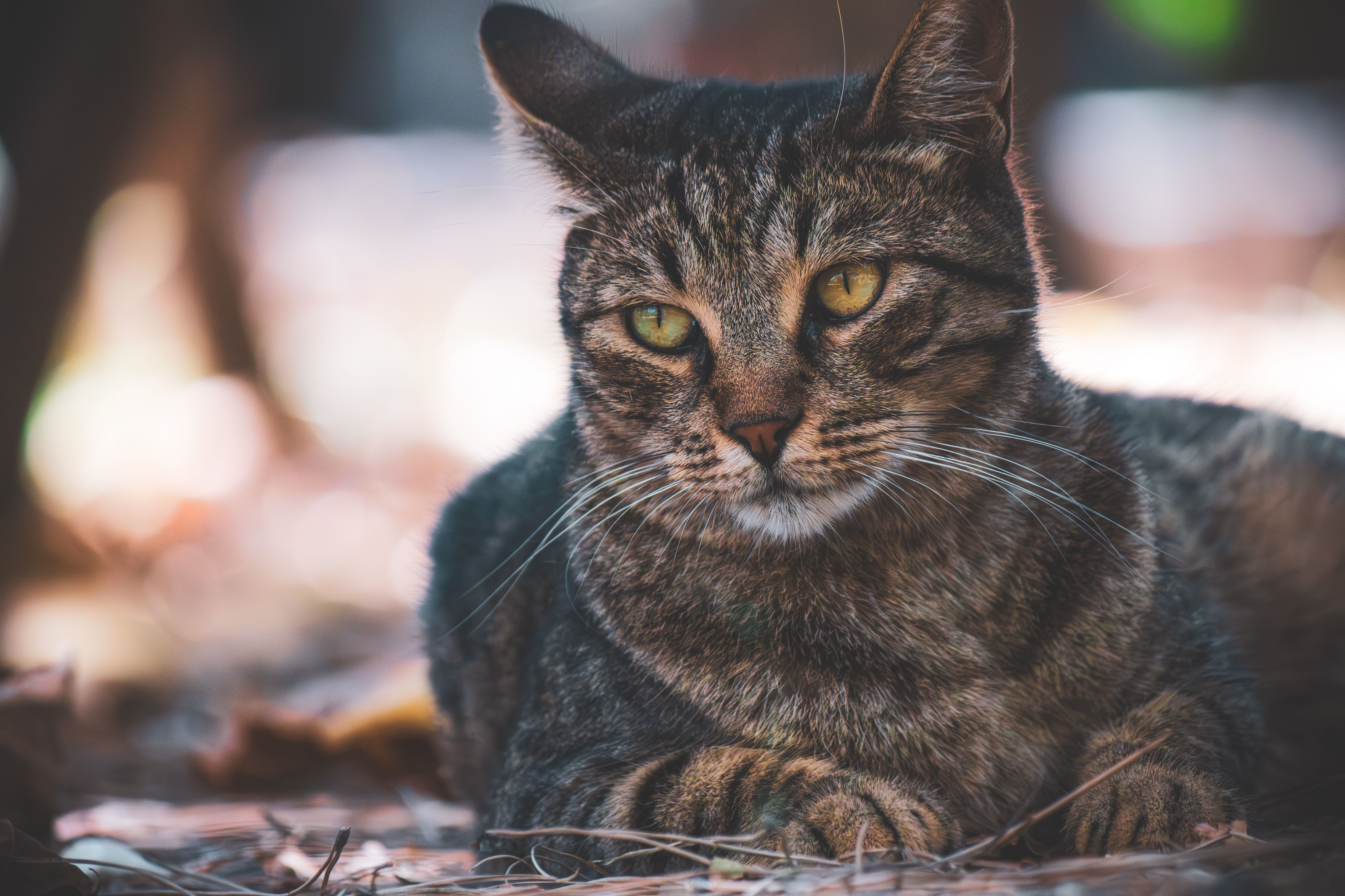 Close-up Portrait of a Relaxing Tabby Cat · Free Stock Photo