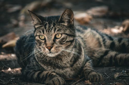 Free A serene tabby cat lying on the ground amidst natural surroundings, exuding calmness. Stock Photo