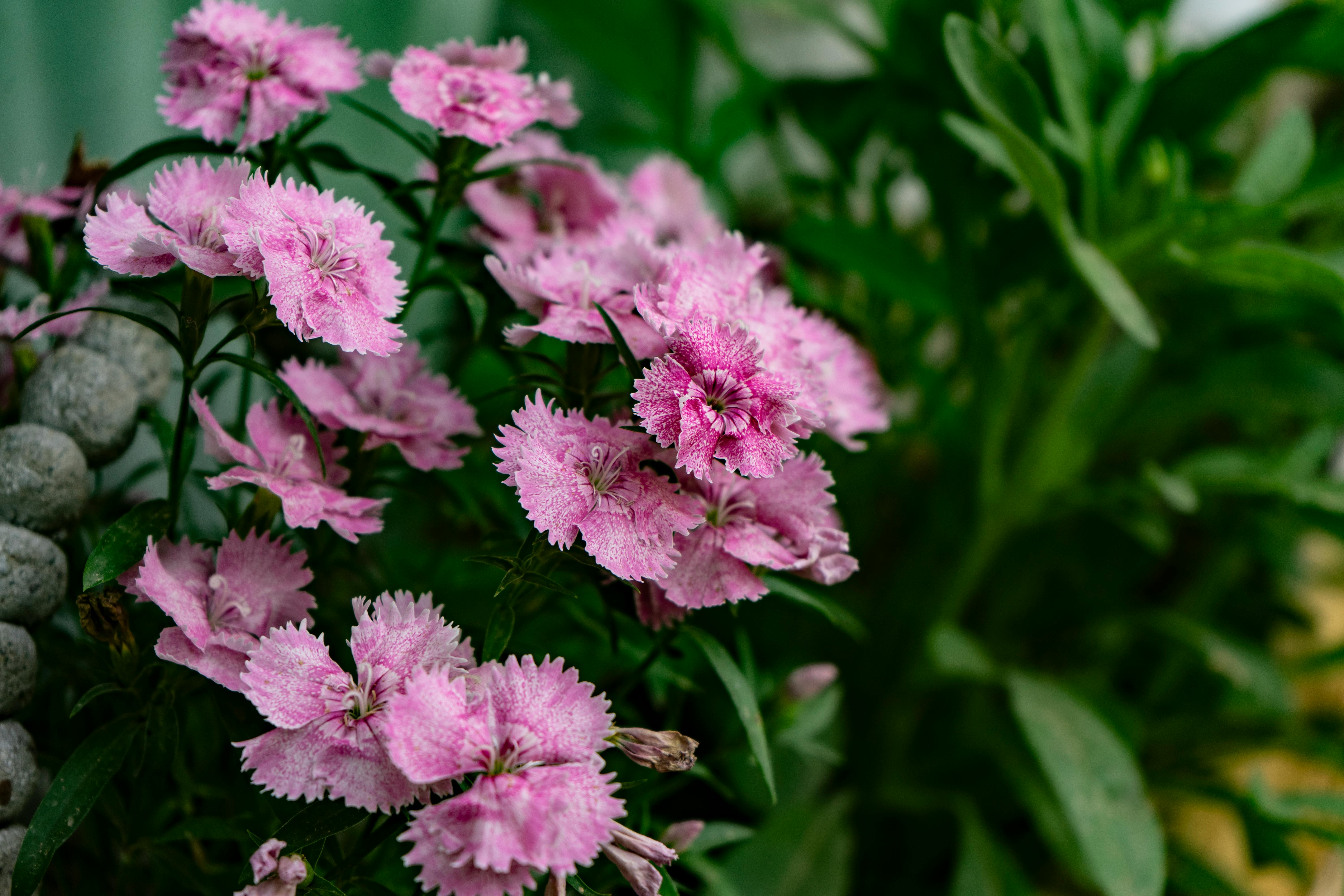 [ColoSach]-close-up-of-vibrant-pink-dianthus-flowers-blooming-in-a-garden-setting.