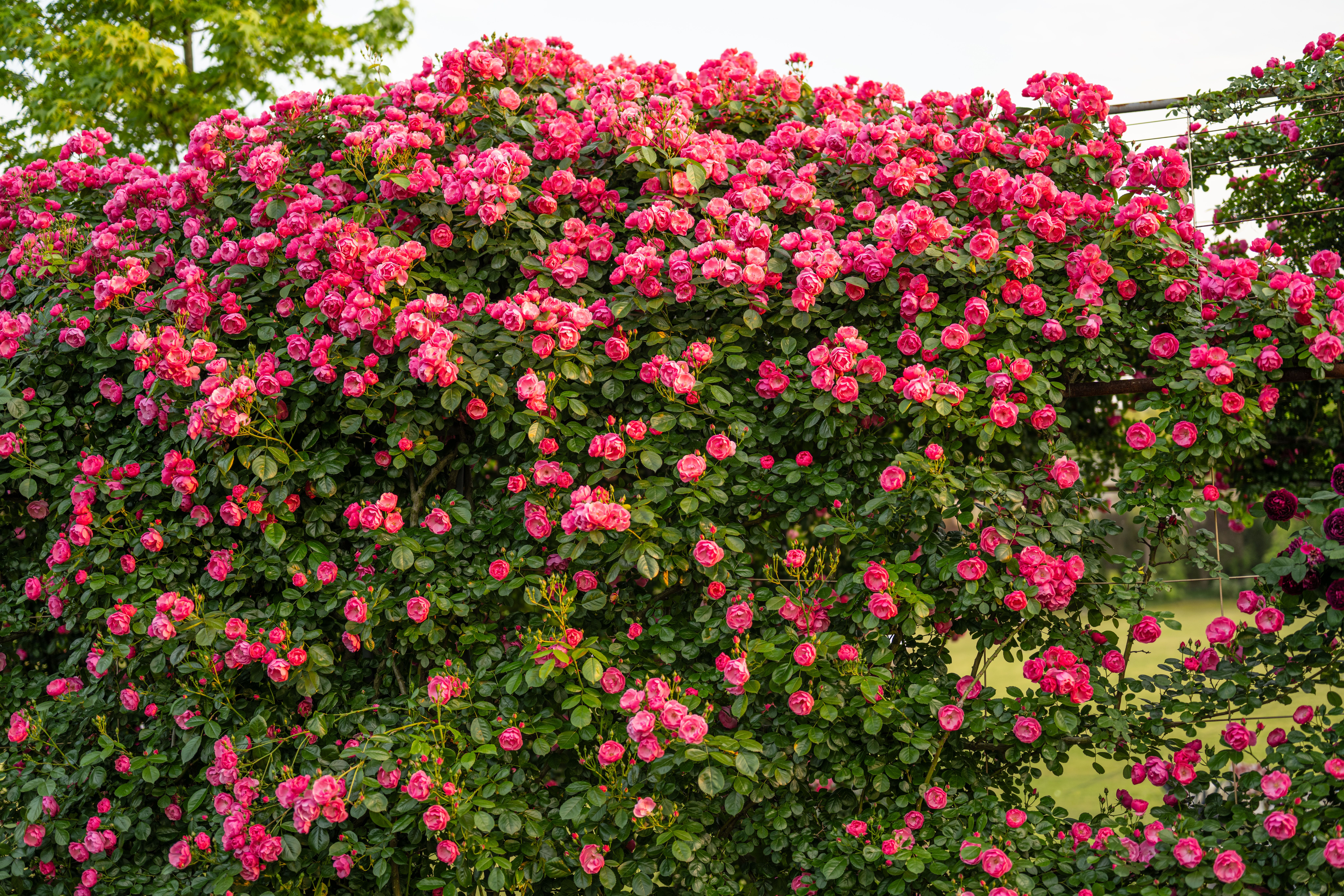 Small garden arbor with climbing roses framing a walkway entrance in a landscaped yard