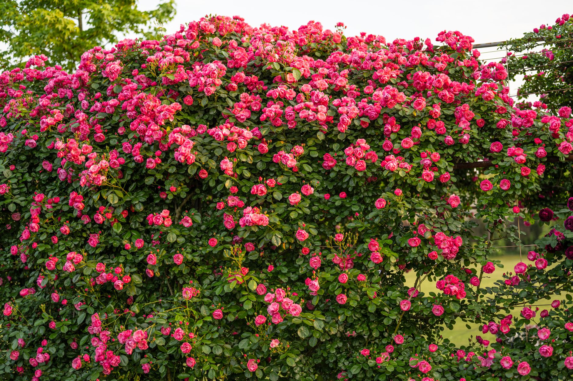 Small garden arbor with climbing roses framing a walkway entrance in a landscaped yard