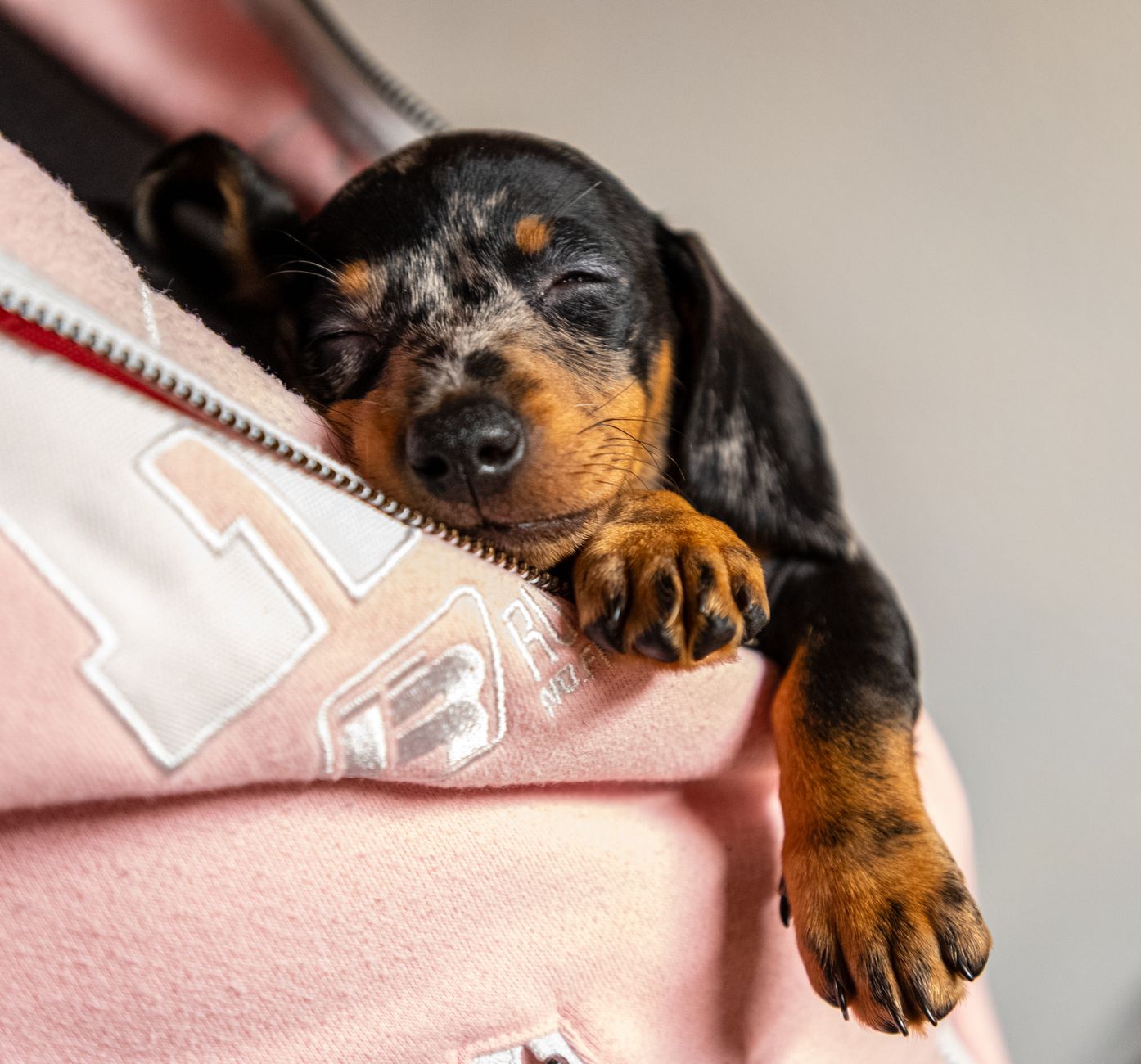 Healthcare and wellness consultation for a dog