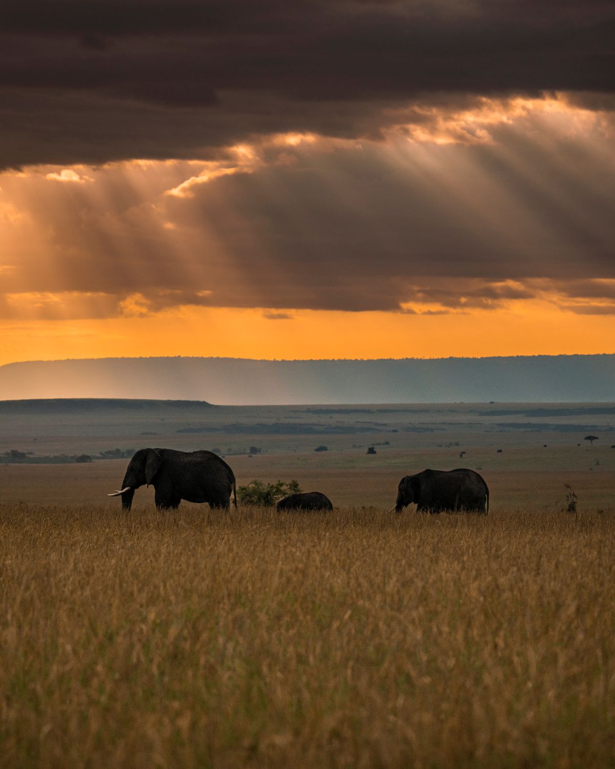 Elephants crossing the Maasai Mara savannah at sunset
