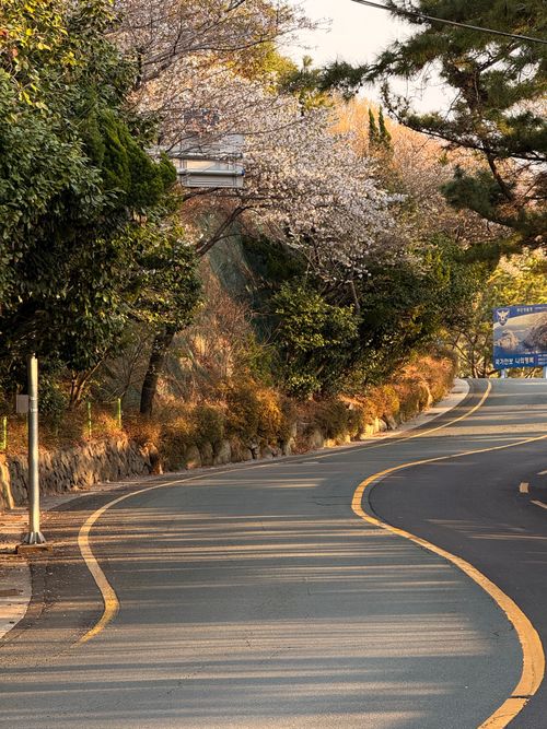 Free Curved road lined with cherry blossom trees in soft spring light, creating a serene and picturesque scene. Stock Photo