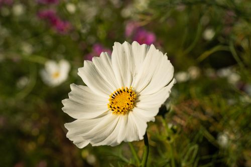 Free Close-up of a white cosmos flower in full bloom at a Japanese garden in summer. Stock Photo