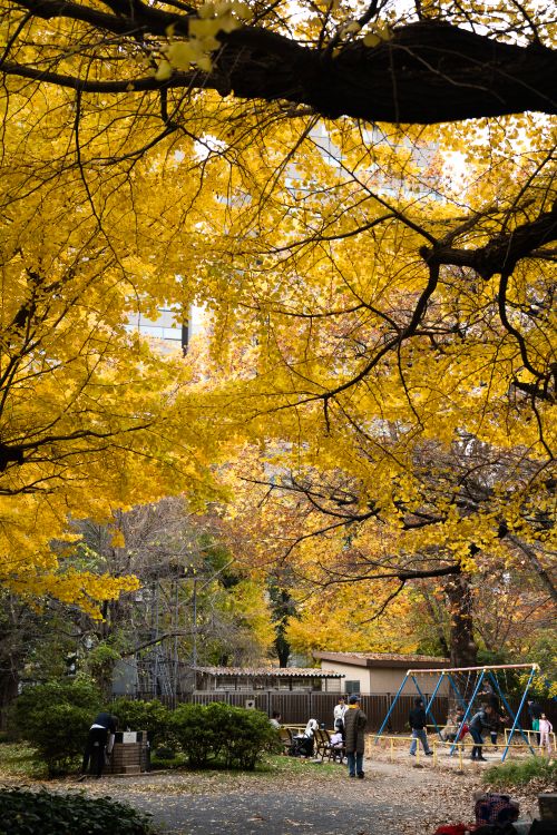 Free A vibrant autumn scene in a Tokyo park with people enjoying the golden ginkgo tree canopy. Stock Photo