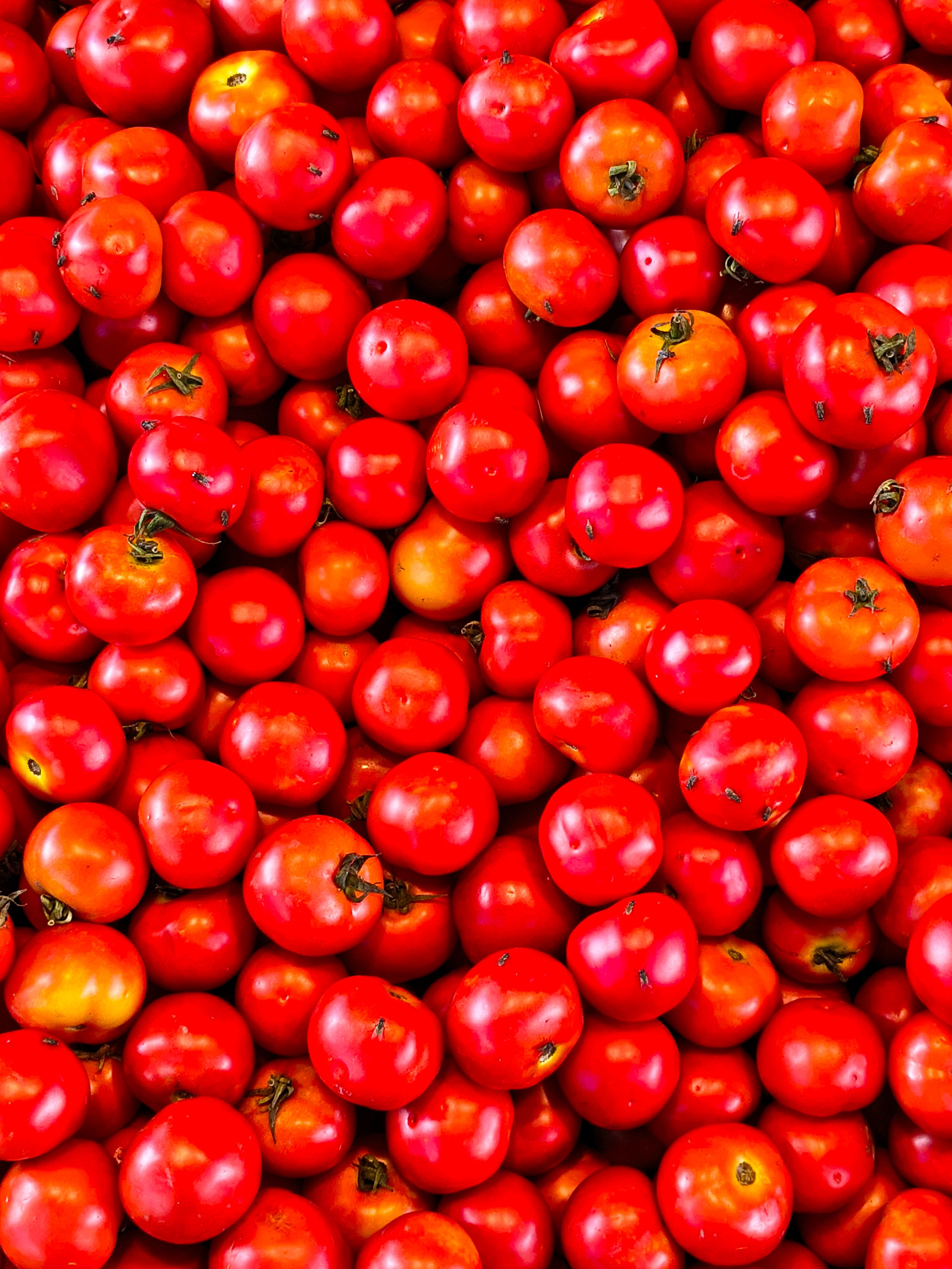 Tomate Italiano (kg)
