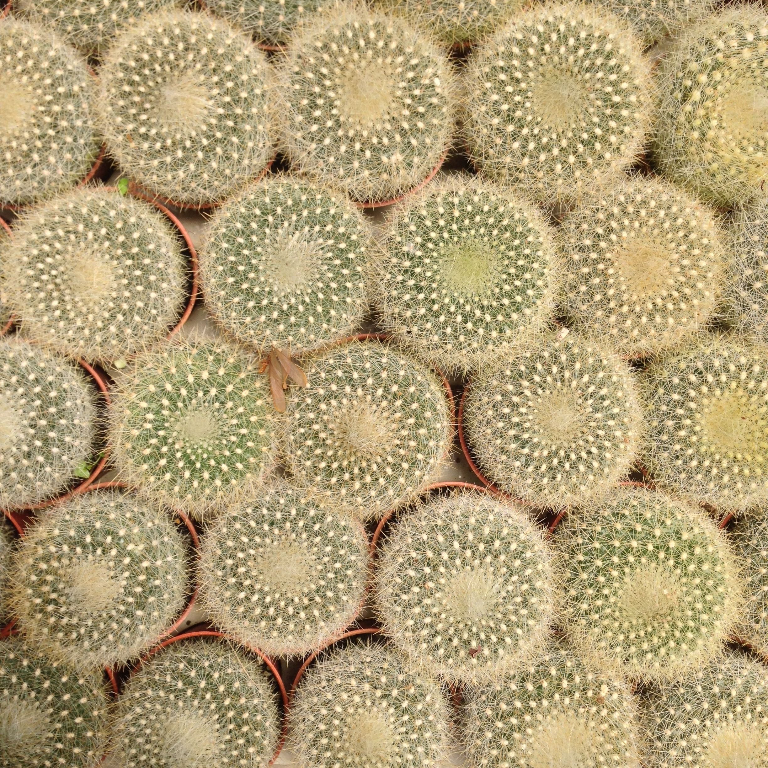 Close-up of multiple barrel cacti arranged in rows, creating a textured pattern. Photographed in Cameron Highlands.