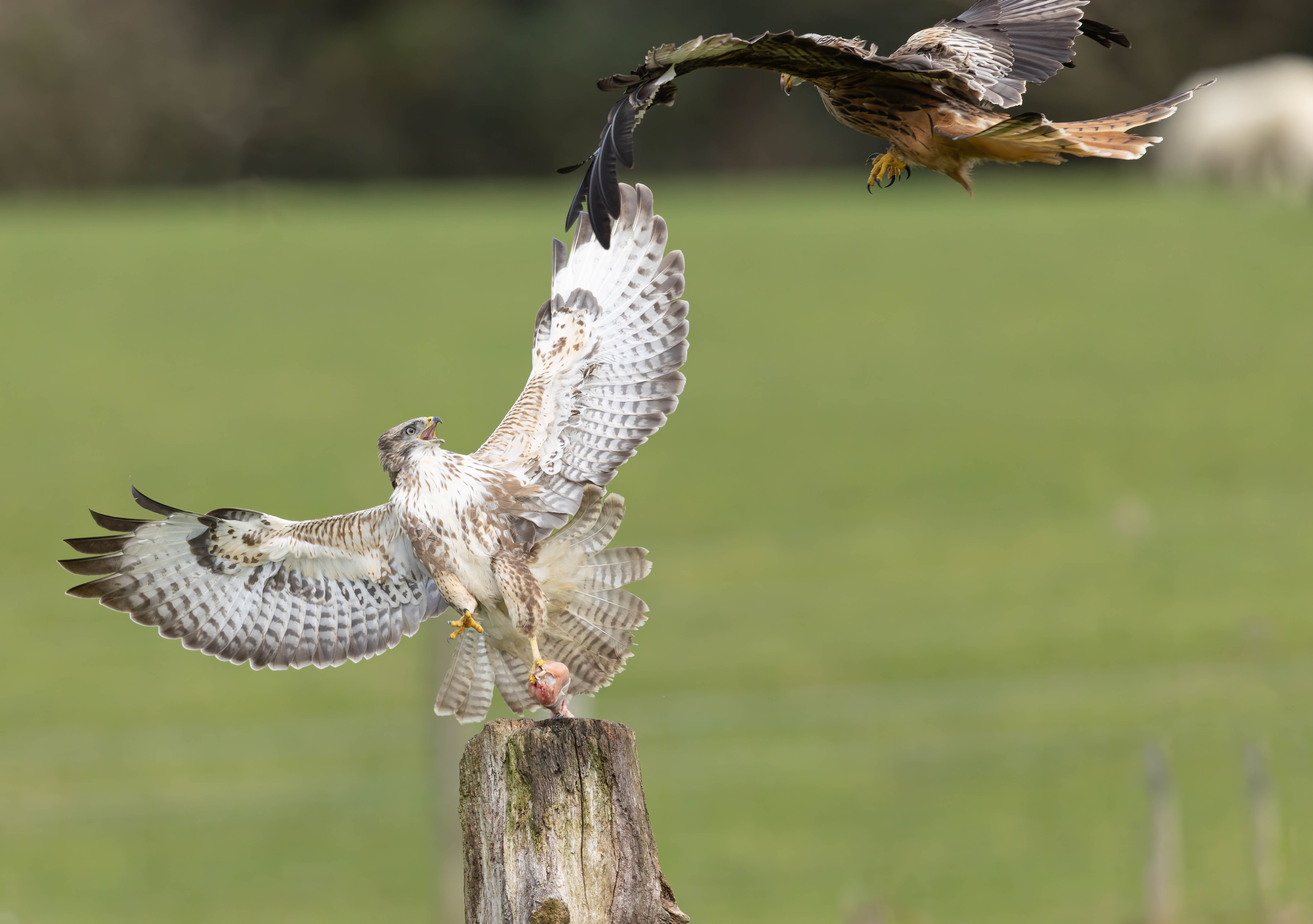 Dynamic Falcons in Flight Captured Outdoors · Free Stock Photo