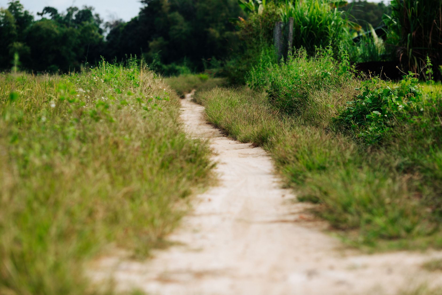 A serene rural path cutting through lush greenery in Kon Tum, Vietnam, under a clear sky.