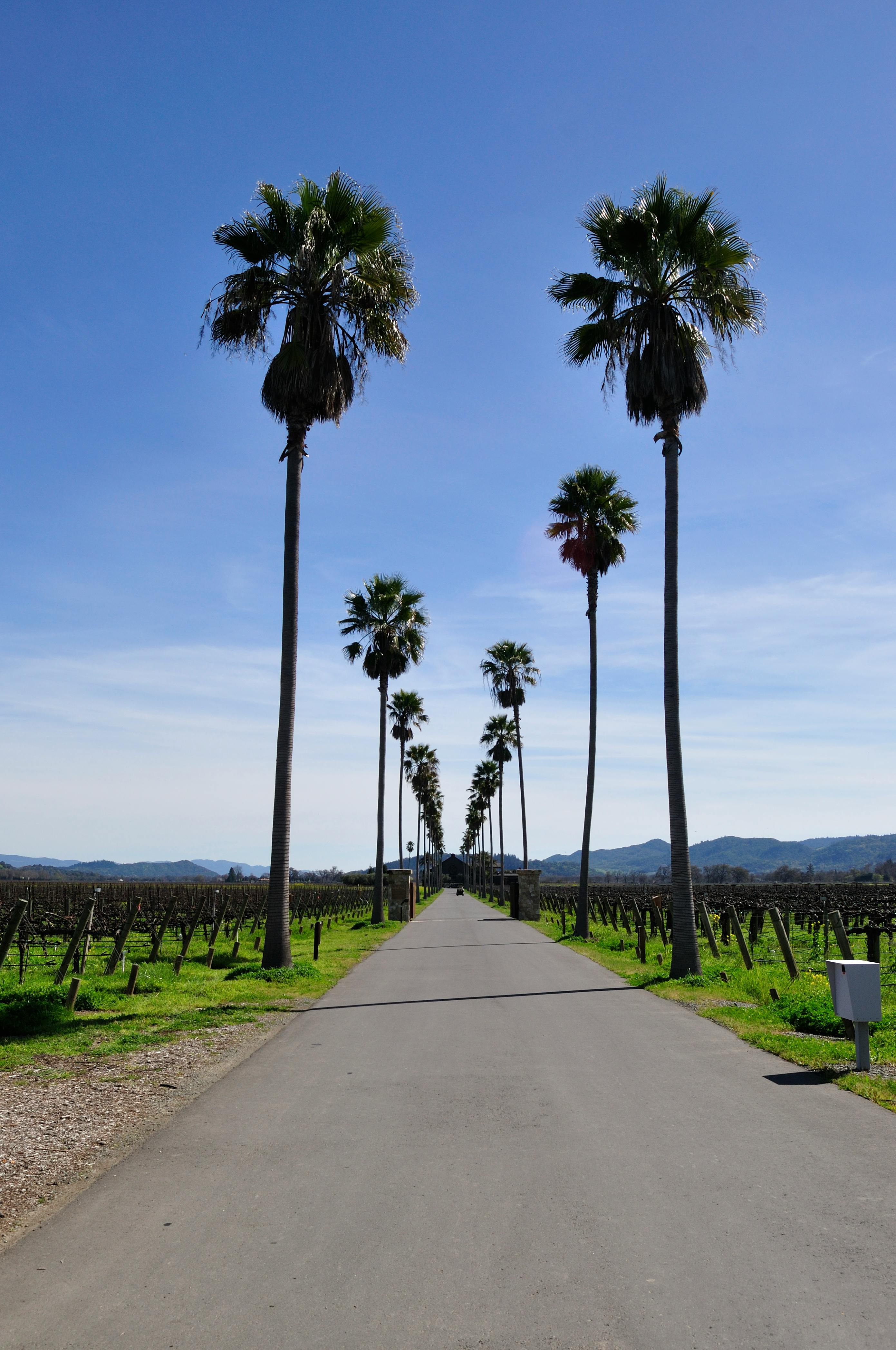 free-stock-photo-of-a-napa-valley-winery