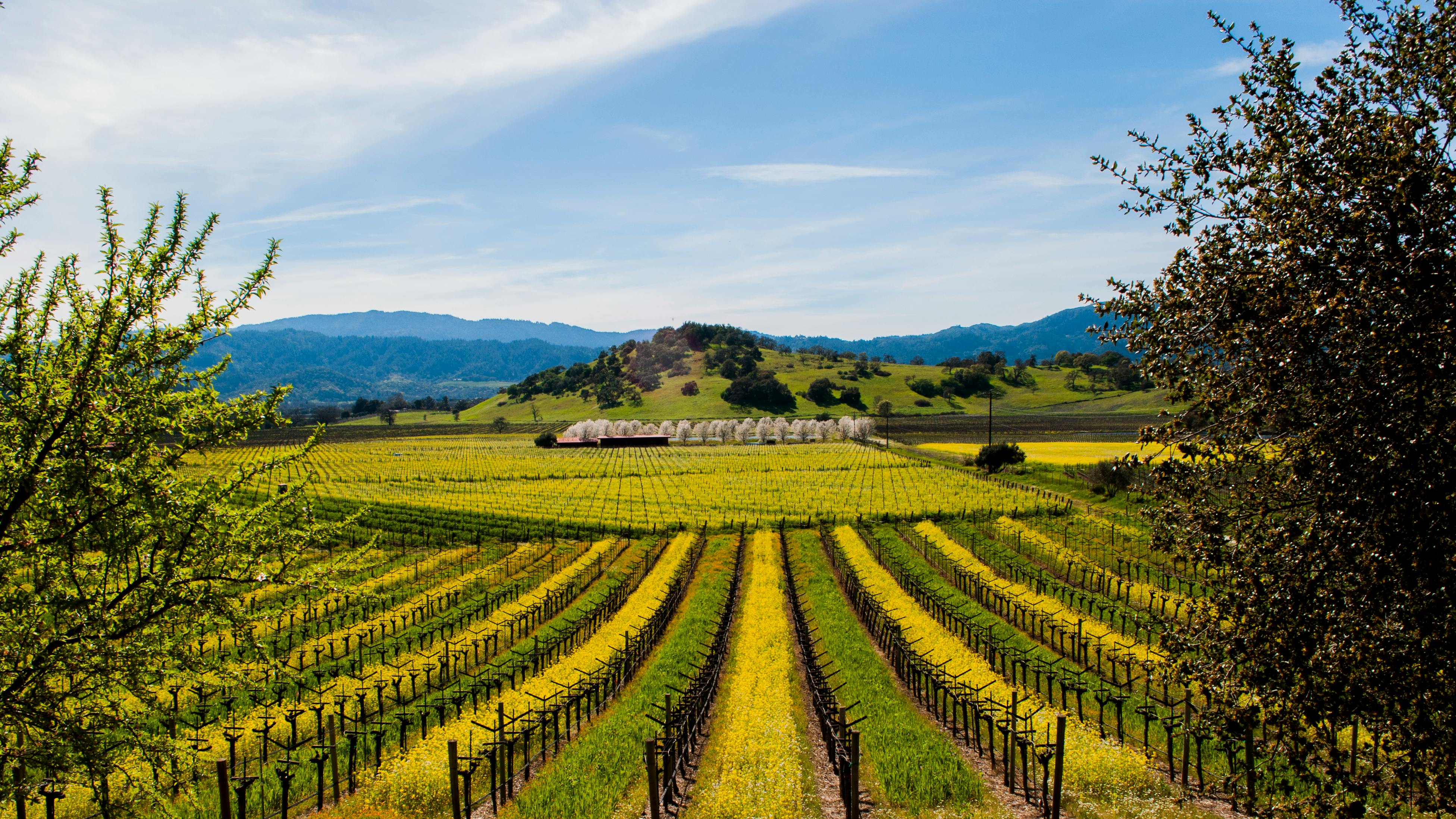 Free stock photo of Vinyard off Silverado Trail in Napa Valley