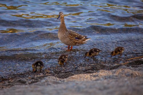 Free Mallard duck with ducklings walking along a pebbly lakeside. Stock Photo