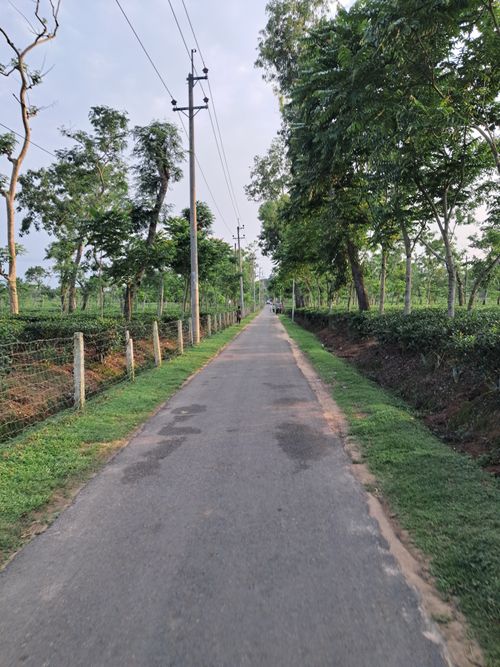 Free Peaceful rural road lined with lush green trees and tea gardens, offering a tranquil escape. Stock Photo