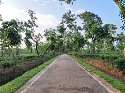 Free A serene road passing through a lush green tea plantation under a bright blue sky. Stock Photo