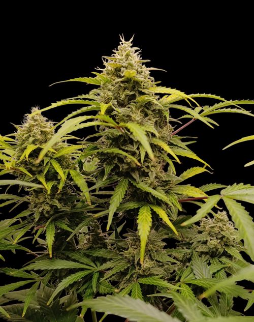 Free Detailed view of a cannabis plant with mature buds against a black background. Stock Photo
