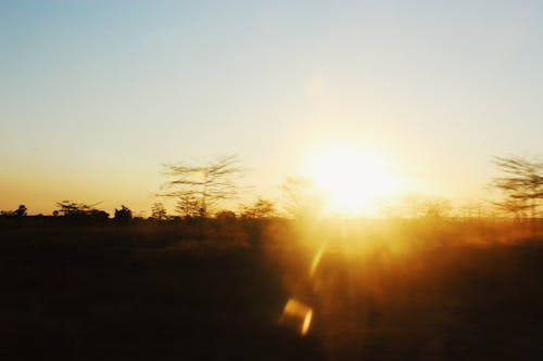 Immagine gratuita di albero, amante del cielo, amante del tramonto