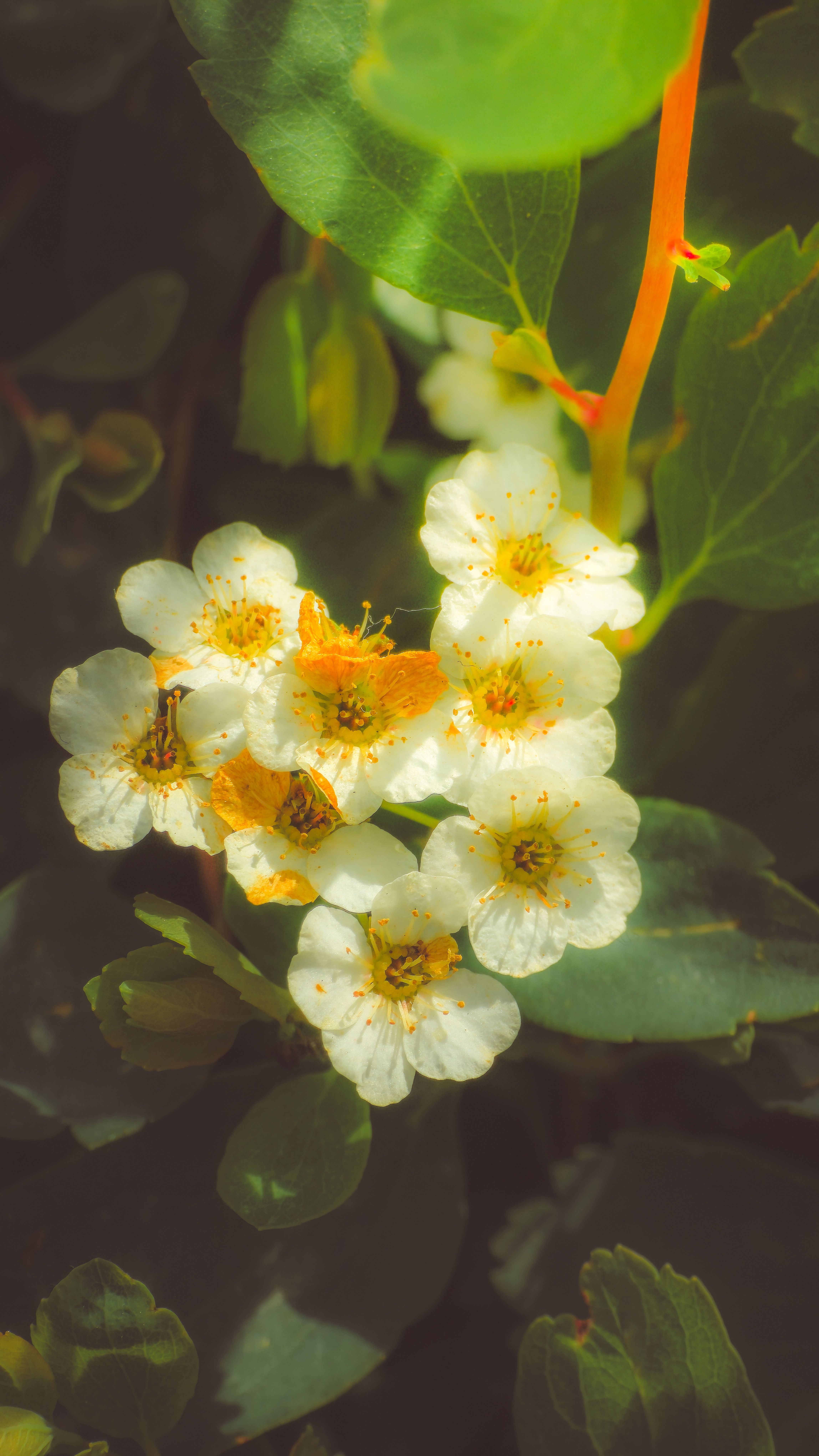[ColoSach]-detailed-close-up-of-white-flowers-and-green-leaves,-highlighting-natural-beauty-in-daylight.