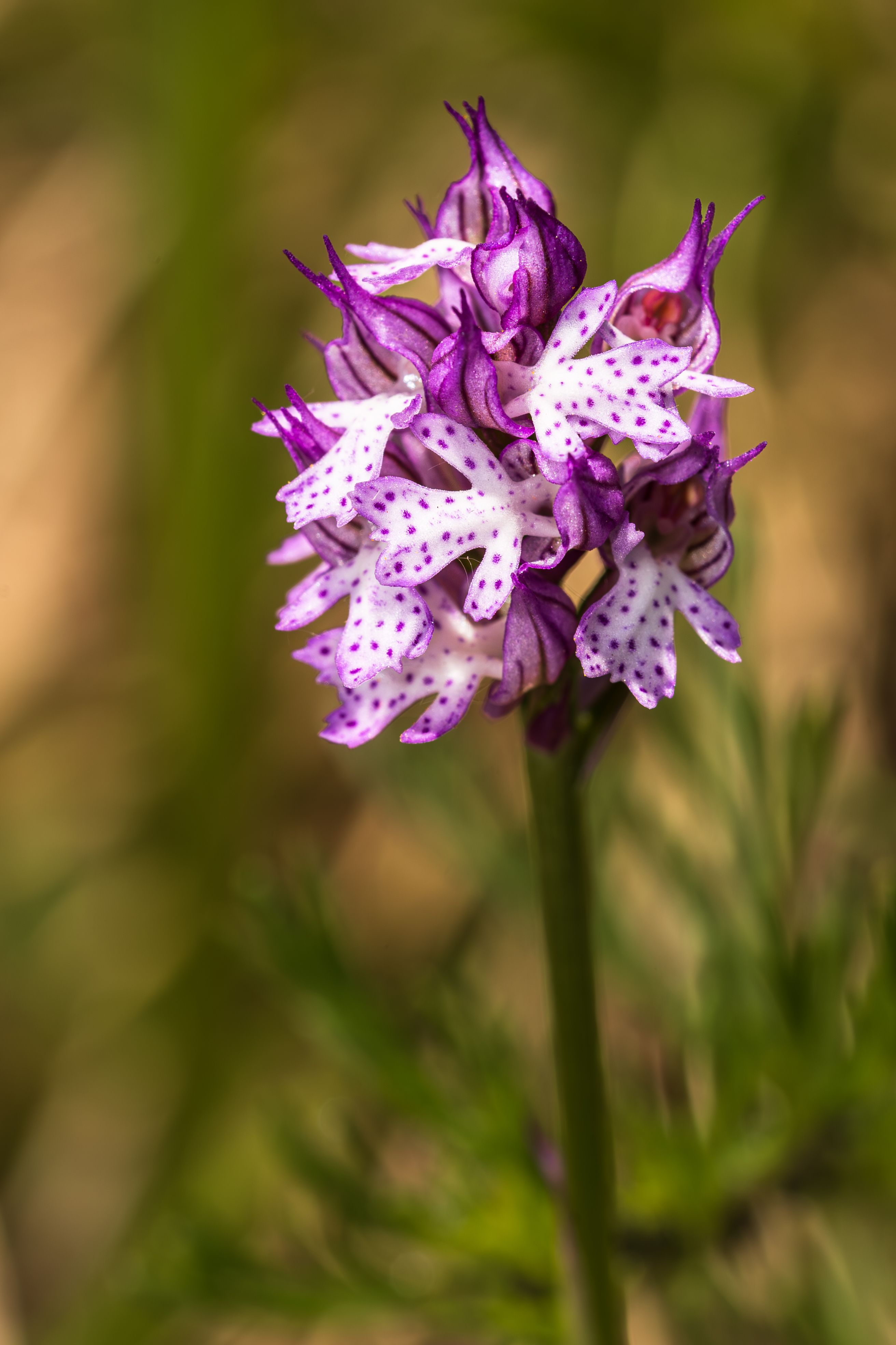 Las 15 orquídeas y plantas endémicas más singulares del país