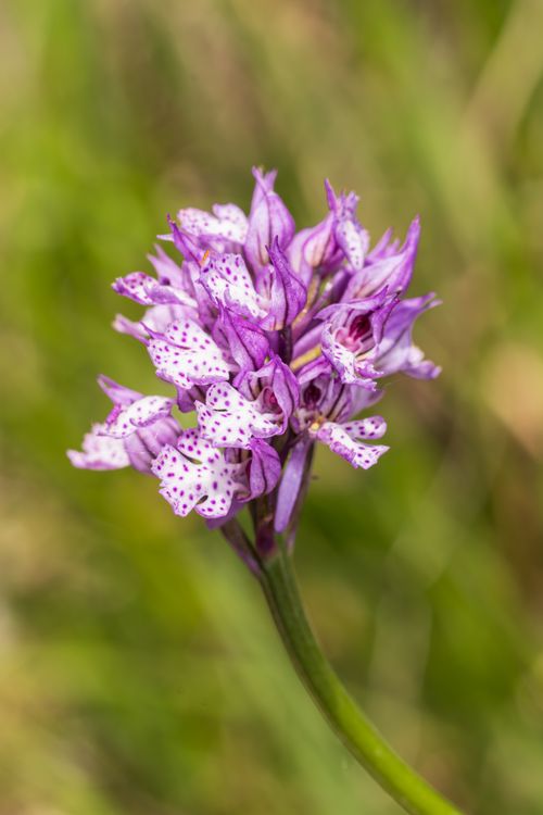 Free Detailed macro shot of a wild orchid flower in full bloom against a blurred natural background. Stock Photo