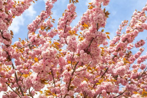 Free Beautiful cherry blossom trees showcasing vibrant pink blooms against a clear blue sky in New York. Stock Photo