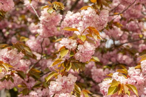 Free Close-up of pink cherry blossoms in full bloom during springtime in New York City. Stock Photo
