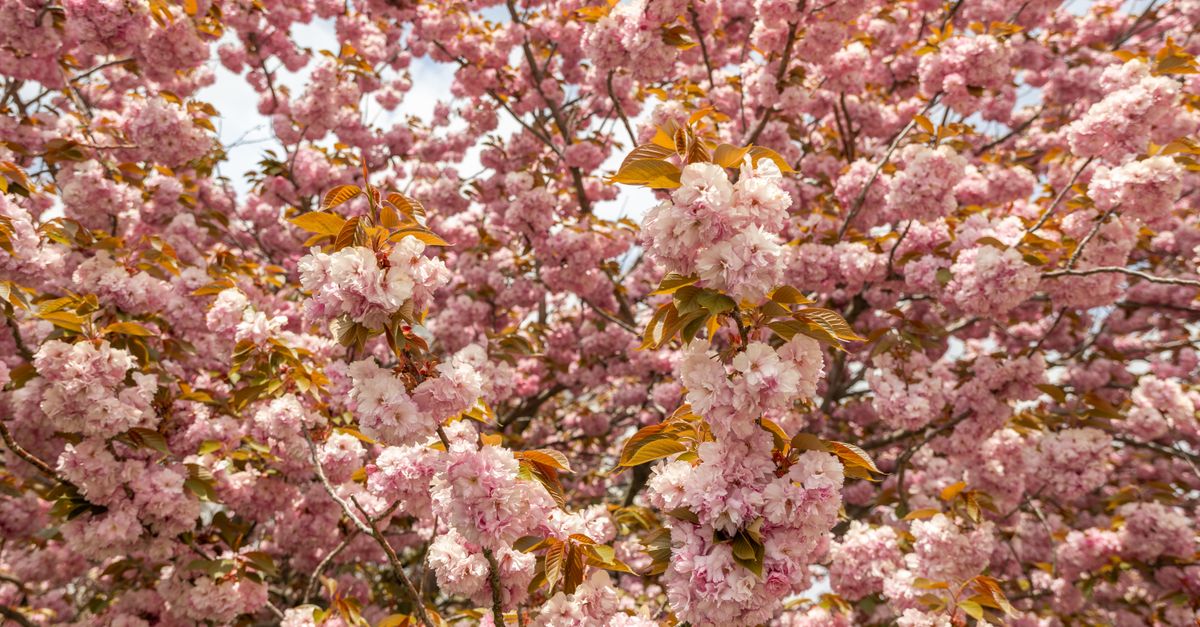 Arbre à fleurs – Top variétés jardin 2026