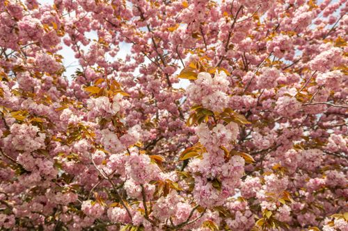 Free Beautiful cherry blossoms creating a pink canopy under a spring sky in New York. Stock Photo