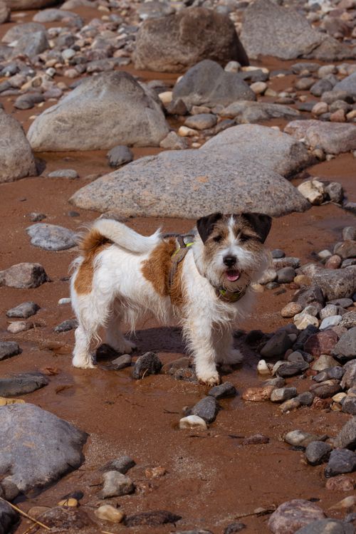 Free Jack Russell Terrier enjoying a sunny day on the rocky Baltic beach in Latvia. Stock Photo